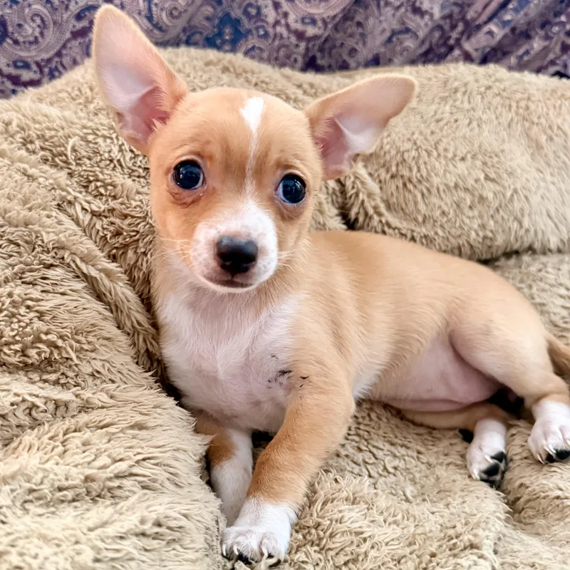 Peanut thumbnail 5