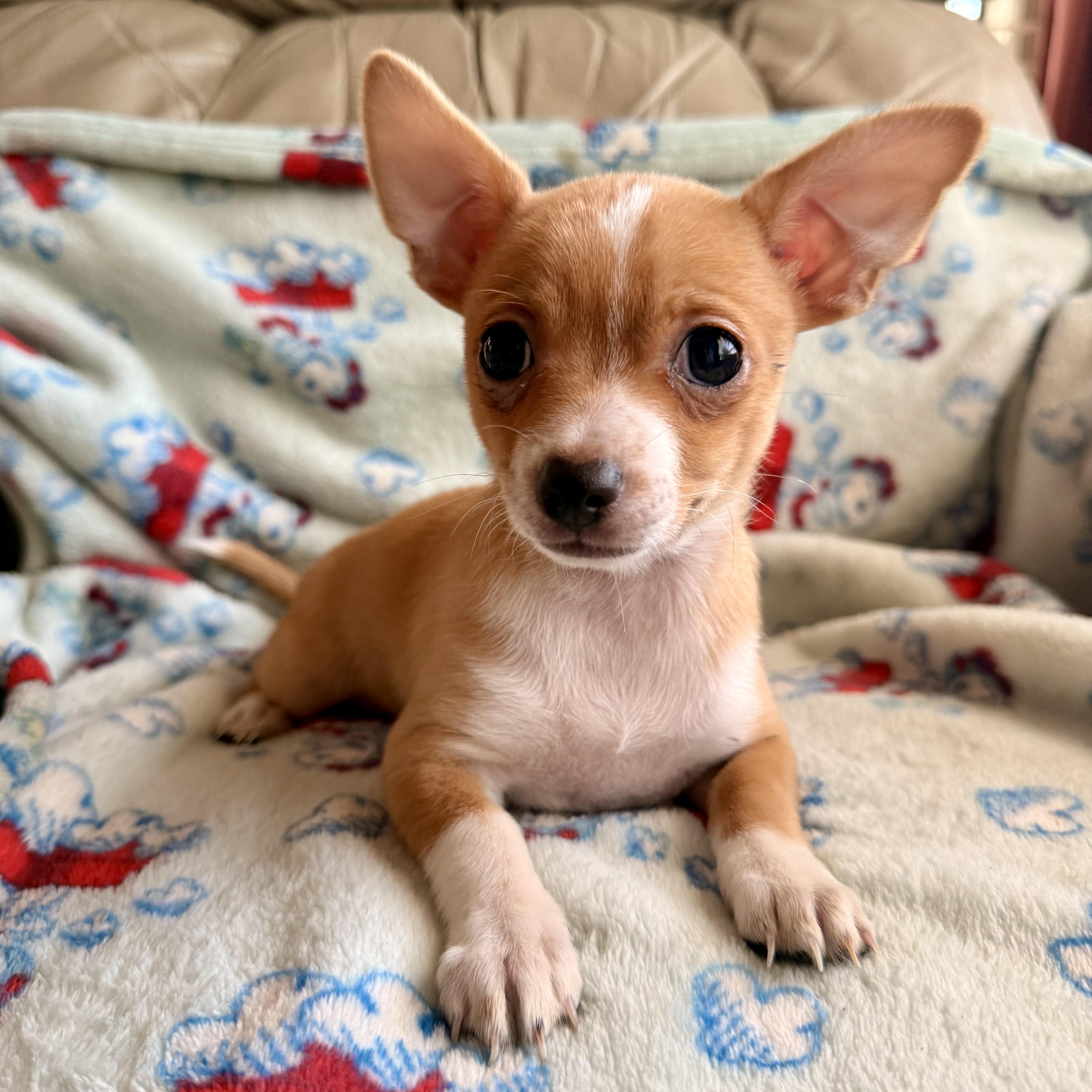 Peanut thumbnail 6