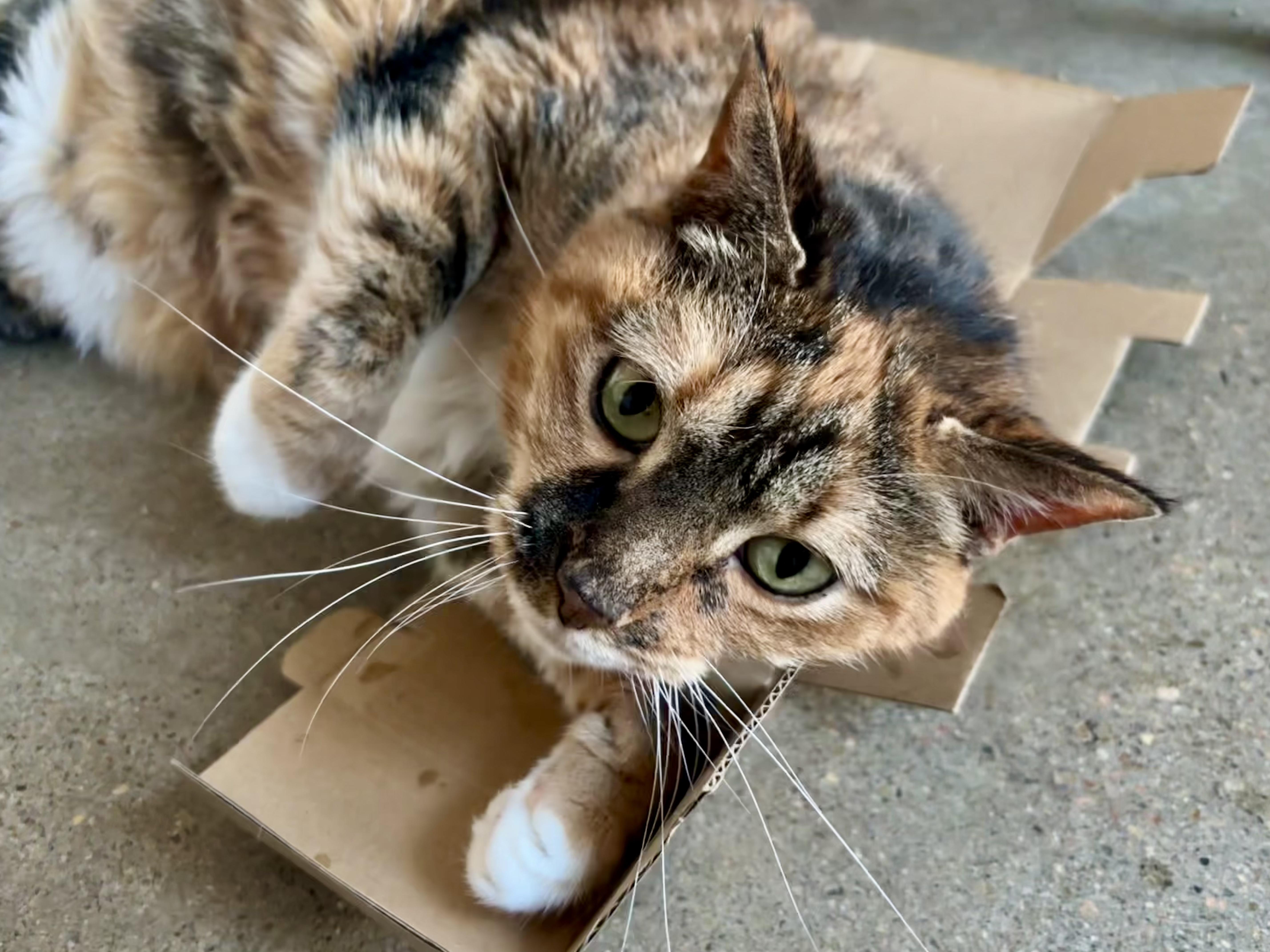 A senior medium-sized female Tortoiseshell cat named Maude for adoption in Shenandoah, IA