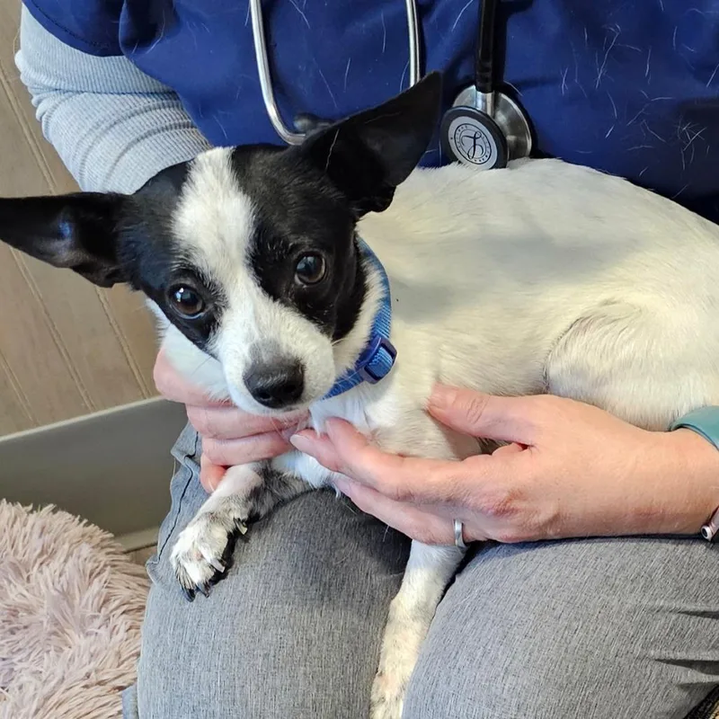 An adult small-sized male Chihuahua dog named Snoopy for adoption in Middletown, NY