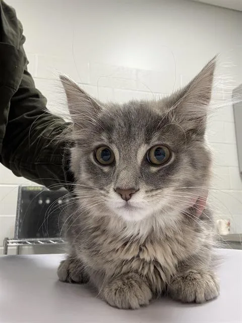 A baby small-sized female Domestic Medium Hair cat named Lesha for adoption in Indianapolis, IN