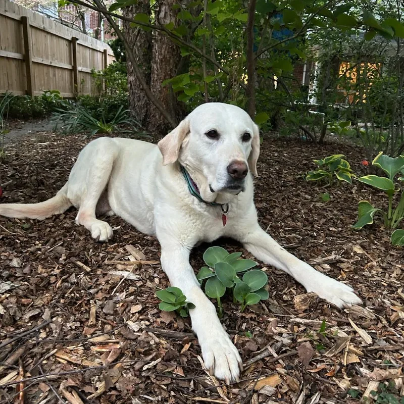 A senior large-sized female White / Cream Labrador Retriever dog named Penny for adoption in Sinking Spring, PA