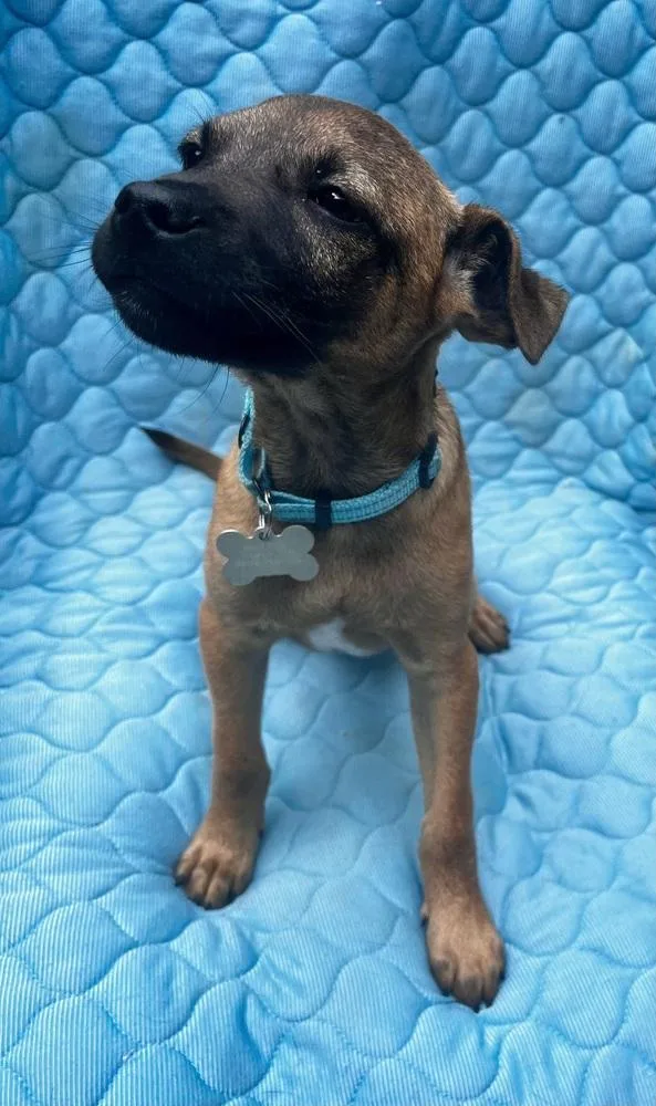 A baby medium-sized male Tricolor (Brown, Black, & White) Mountain Cur dog named Rogers Preschool for adoption in Boston, MA