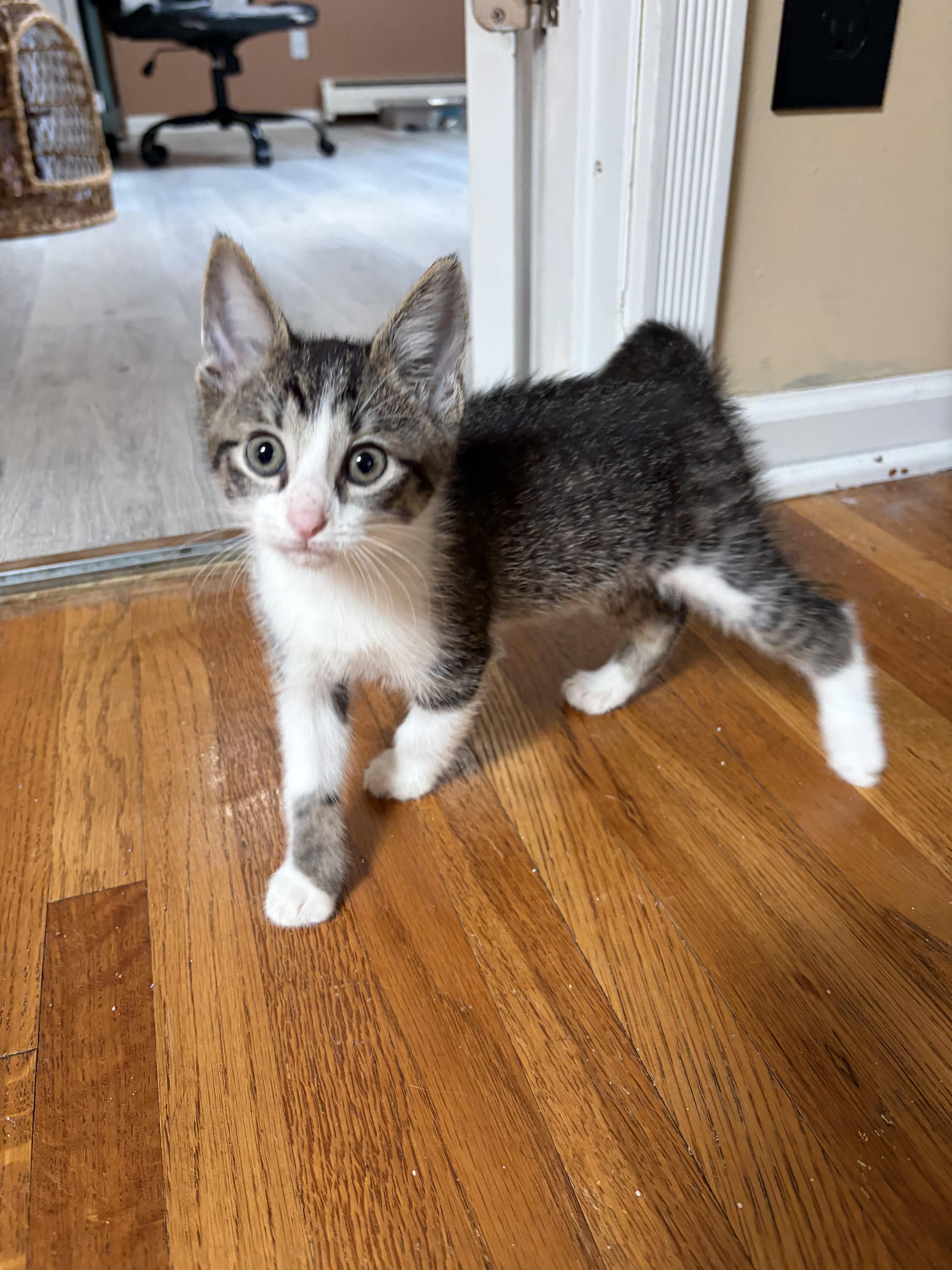 A baby medium-sized male Tabby (Buff / Tan / Fawn) Domestic Short Hair cat named Thing One and Thing for adoption in Farmington, MN