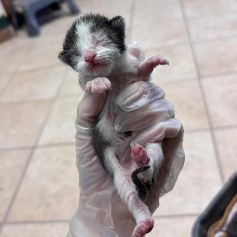 A baby small-sized female Domestic Short Hair cat named Nimbus for adoption in Corpus Christi, TX