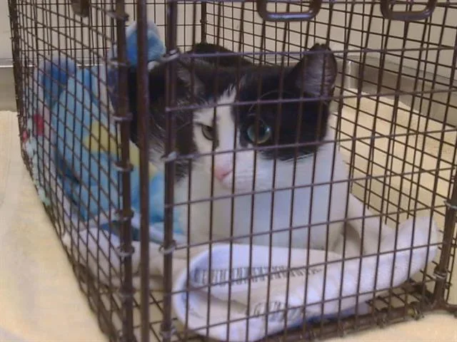 A young medium-sized female Domestic Short Hair cat named Vitalia for adoption in Sacramento, CA