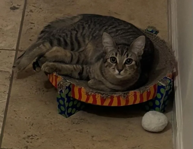 Poppy Purrsome thumbnail 2