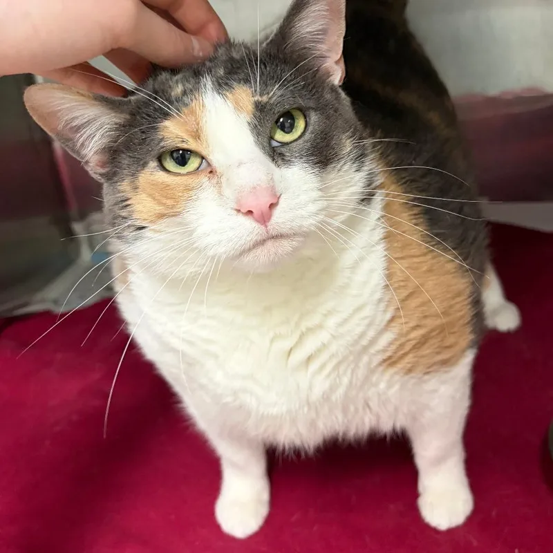 A senior extra large-sized female Calico Domestic Short Hair cat named Iris for adoption in Ardmore, OK