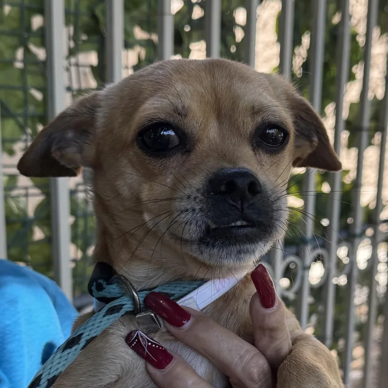 An adult small-sized male Yellow / Tan / Blond / Fawn Dachshund dog named Simba  Chino Hills for adoption in Chino Hills, CA