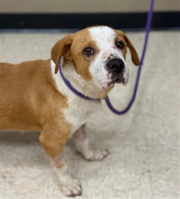 A young medium-sized male Pit Bull Terrier dog named Otis for adoption in Conroe, TX