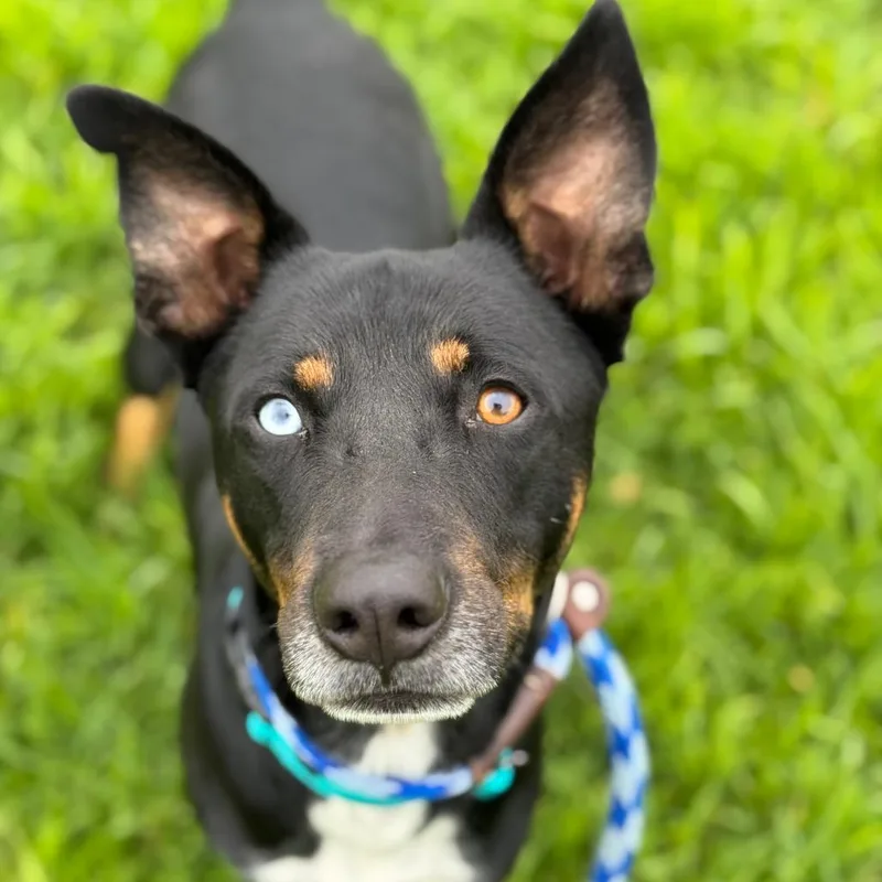 An adult medium-sized male Black Shepherd dog named Jackson for adoption in Santa Barbara, CA