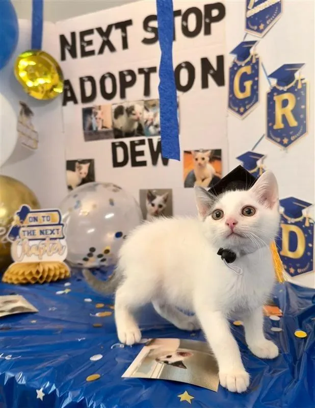 A baby medium-sized male Gray & White Domestic Short Hair cat named Dew for adoption in Prince Frederick, MD