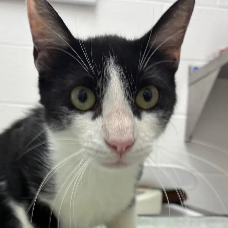 Sir Moffet