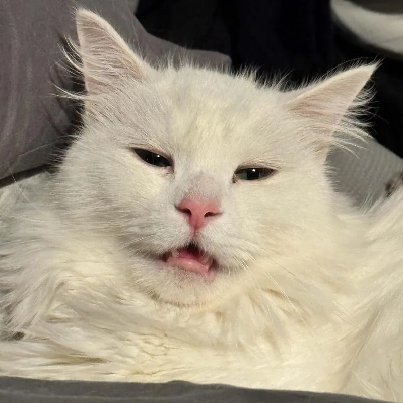An adult small-sized male Domestic Medium Hair cat named Mr. Bigglesworth for adoption in Reisterstown, MD