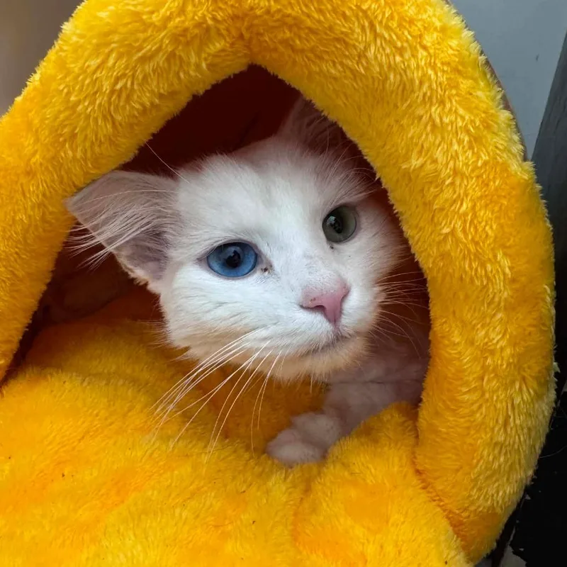 Mr. Bigglesworth thumbnail 2