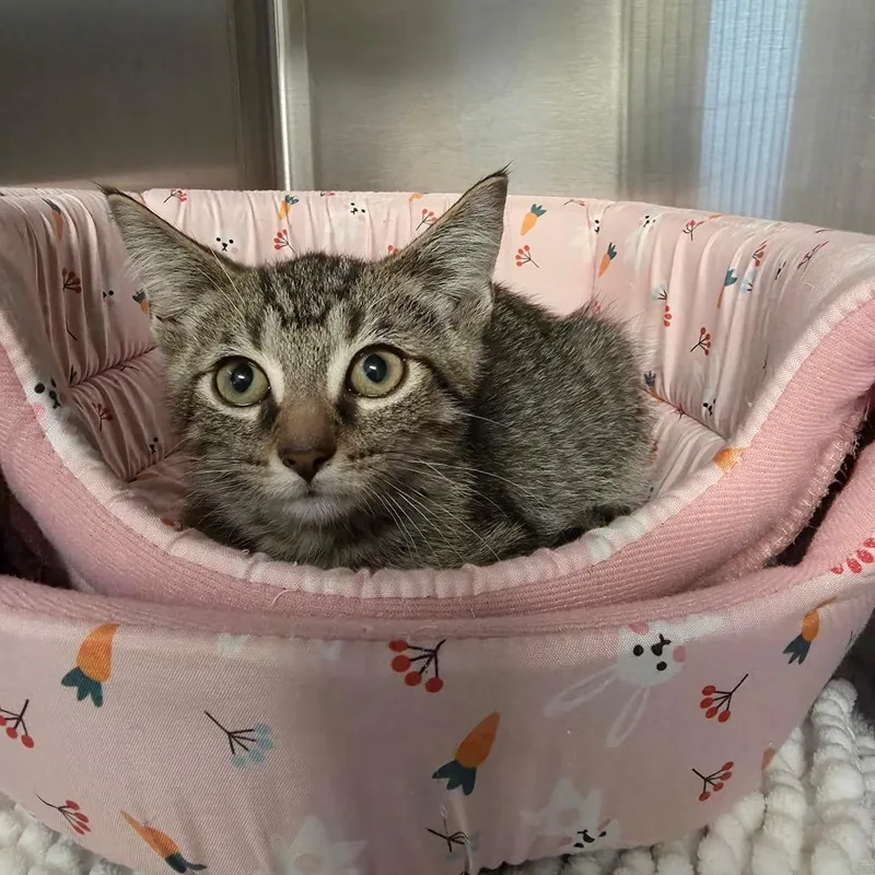 A baby small-sized male Gray / Blue / Silver Domestic Short Hair cat named Hobbes for adoption in Hinsdale, IL