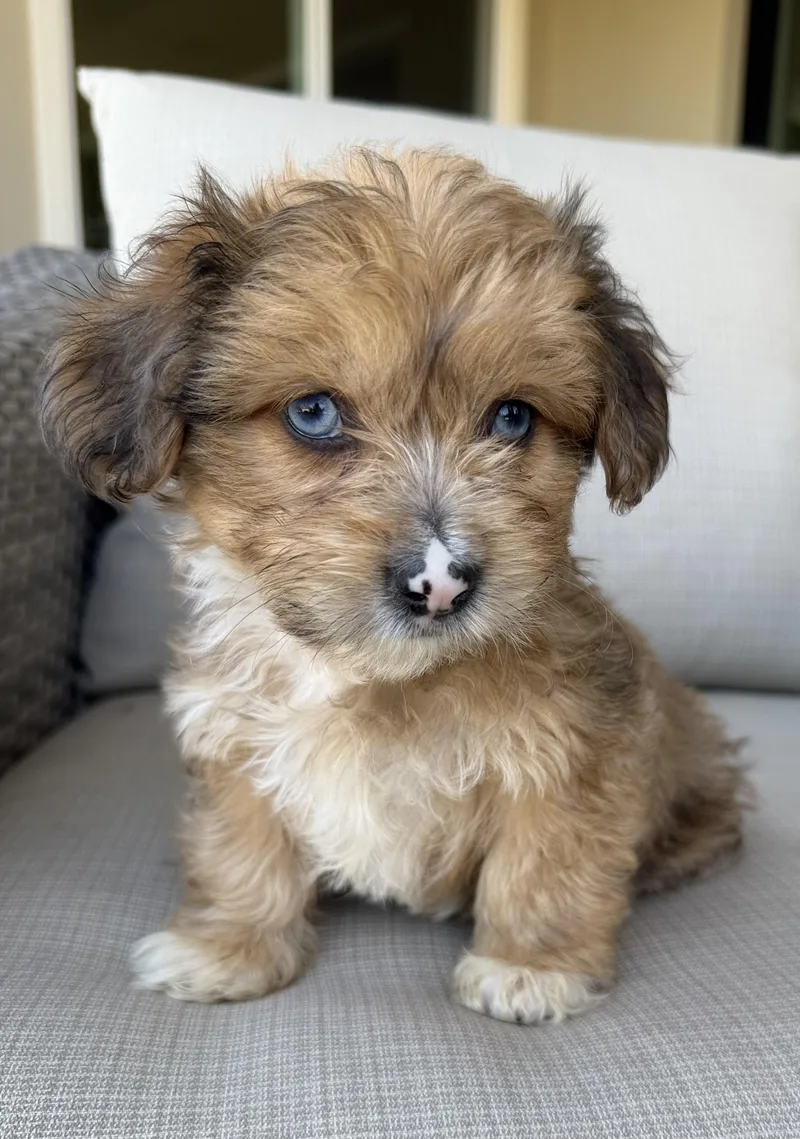A baby small-sized male Golden Shih Tzu dog named Bergdorf for adoption in Corona Del Mar, CA