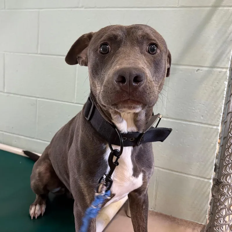 A young medium-sized male Mixed Breed dog named Nelson for adoption in Newark, NJ