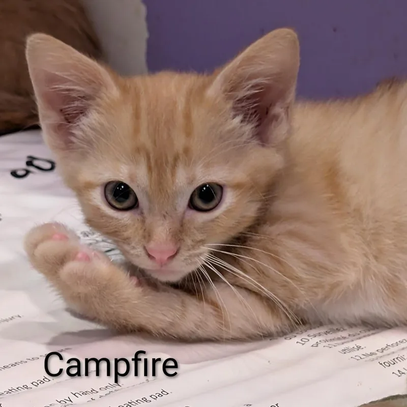 A baby small-sized female Orange / Red Domestic Short Hair cat named Campfire for adoption in Roselle, IL