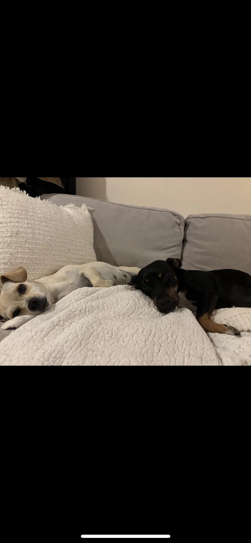 Pepper thumbnail 6