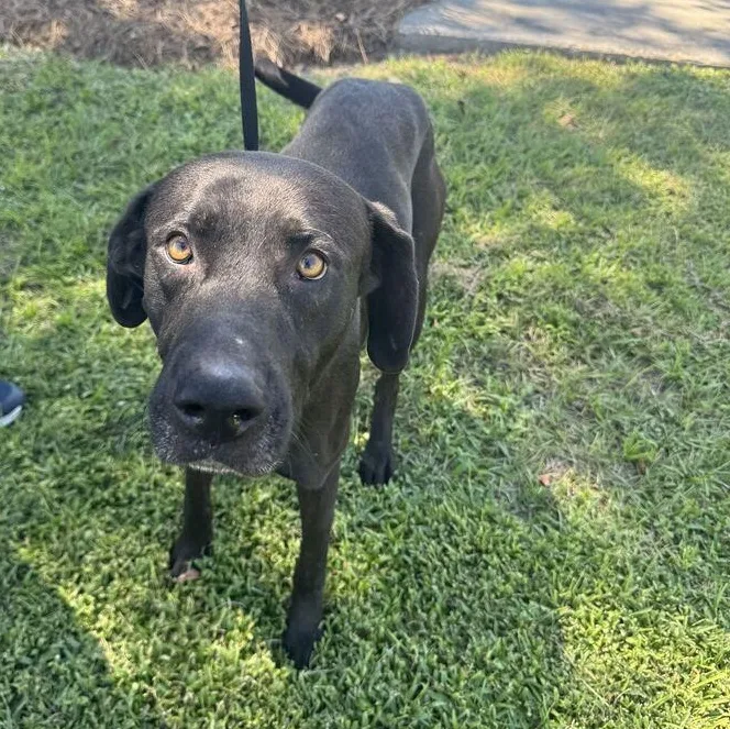 A young large-sized male Black Labrador Retriever dog named Bruce for adoption in Valdosta, GA