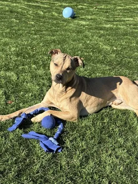 Rocky Ii thumbnail 2