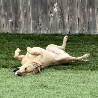 Rocky Ii thumbnail 3