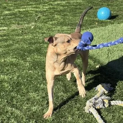 Rocky Ii thumbnail 4