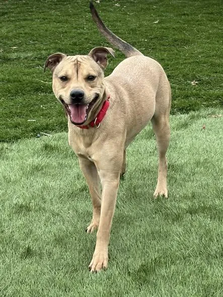 Rocky Ii thumbnail 5