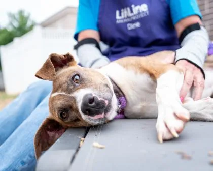 An adult medium-sized female Mixed Breed dog named Willa for adoption in Chamblee, GA