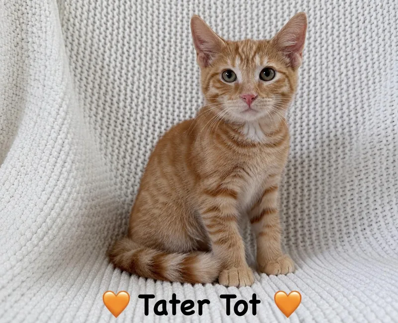 A baby medium-sized male Orange & White Domestic Short Hair cat named Tater Tot for adoption in Copley, OH