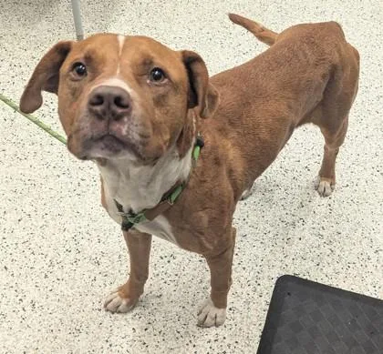 An adult large-sized male Pit Bull Terrier dog named Smitty for adoption in Atlanta, GA