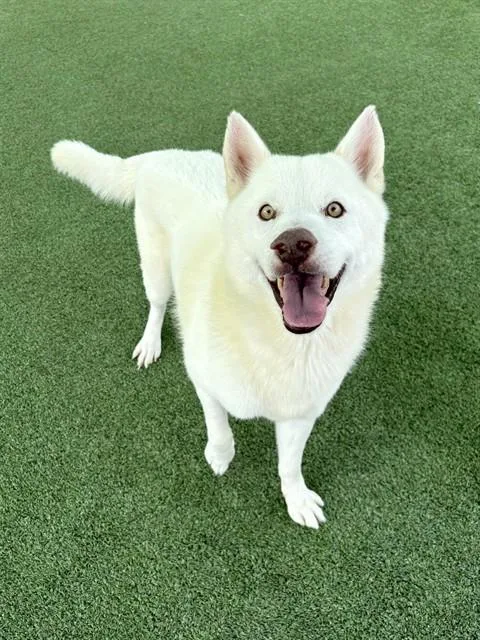 A senior large-sized male Siberian Husky dog named Phillip for adoption in Castaic, CA