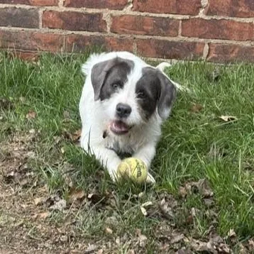 An adult medium-sized female Gray / Blue / Silver Terrier dog named Julie for adoption in Tulsa, OK