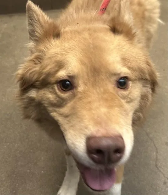A young large-sized male Chow Chow dog named Egypt for adoption in Tucson, AZ