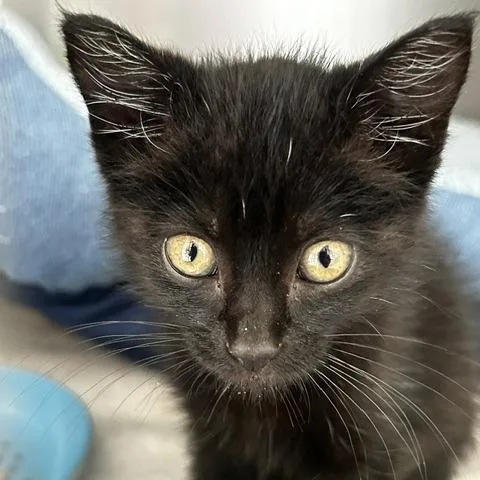 A baby small-sized female Black Domestic Long Hair cat named Kallie for adoption in Poplar Bluff, MO