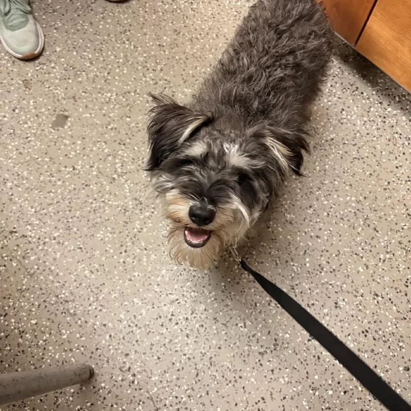 An adult small-sized male Black Miniature Schnauzer dog named Webster for adoption in Norfolk, NE