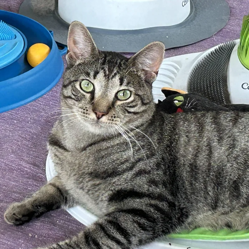 A young medium-sized male Tabby (Buff / Tan / Fawn) Domestic Short Hair cat named Archie for adoption in brooklyn, NY