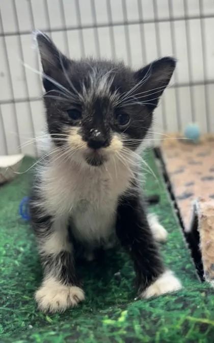 A baby small-sized male Domestic Short Hair cat named Tot for adoption in West Memphis, AR