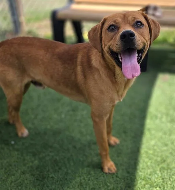 A young medium-sized male Mixed Breed dog named Finley for adoption in Columbia, SC