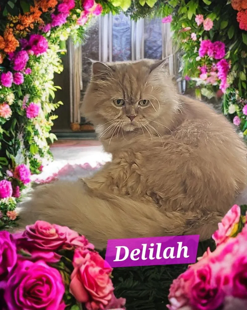 A senior medium-sized female Persian cat named Delilah for adoption in Jim Thorpe, PA
