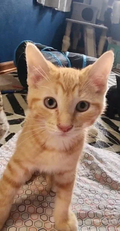 A baby medium-sized male Orange / Red Domestic Short Hair cat named Sterling Archer for adoption in Mokena, IL