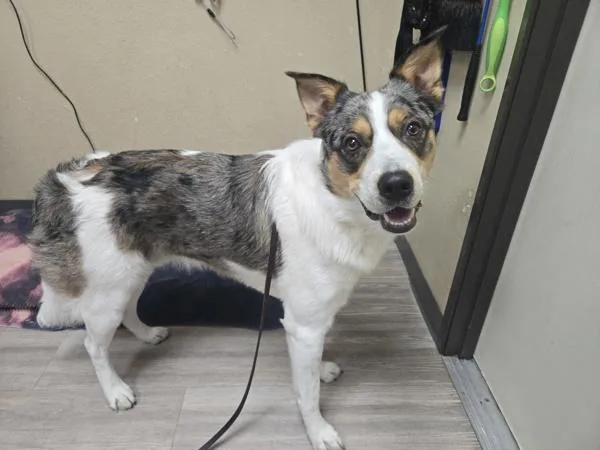An adult medium-sized male Australian Shepherd dog named Beach Boy for adoption in Oceanside, CA