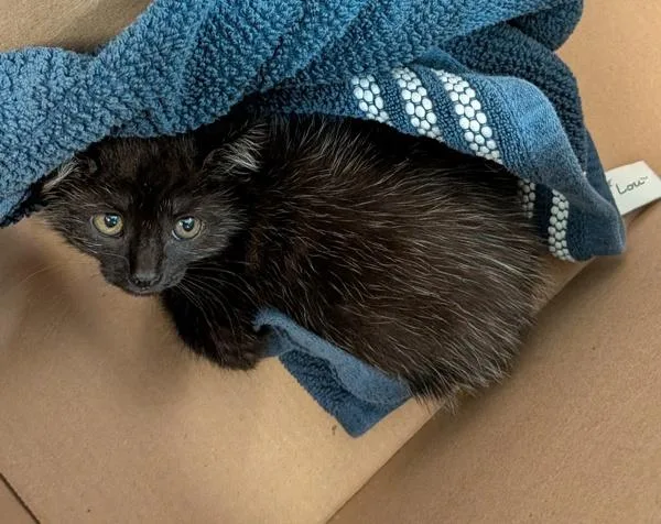 A baby small-sized male Domestic Short Hair cat named Blackbeard for adoption in San Diego, CA