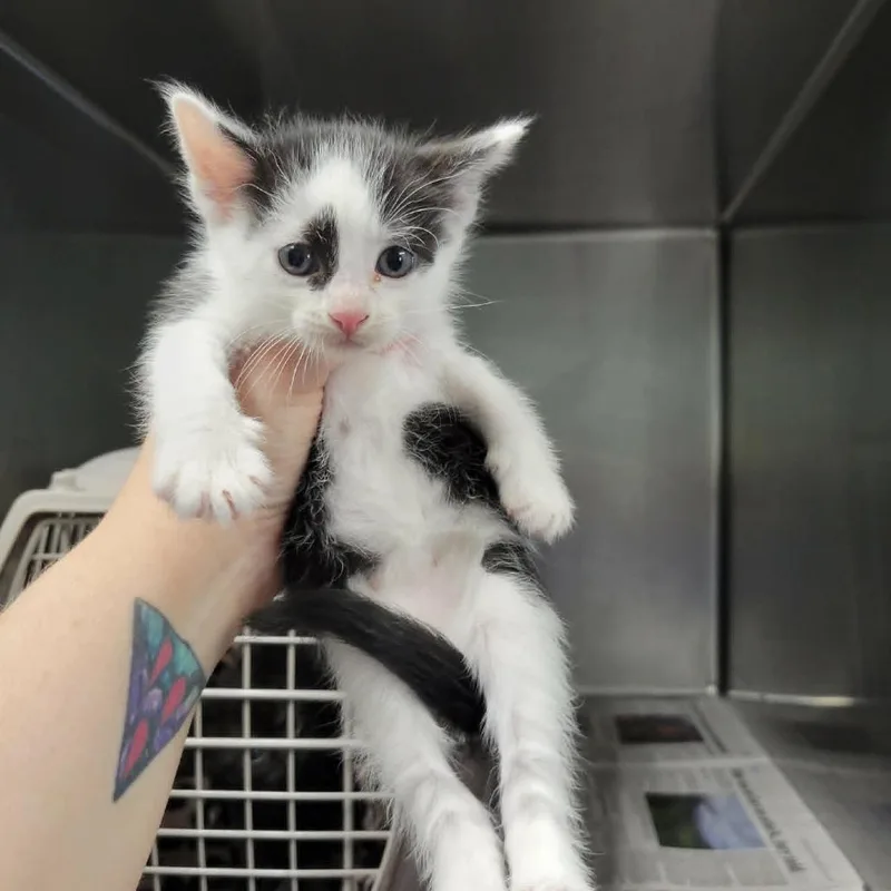 Cat Cow thumbnail 4