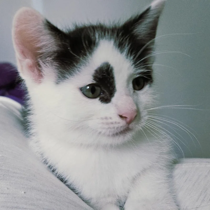 Cat Cow thumbnail 6