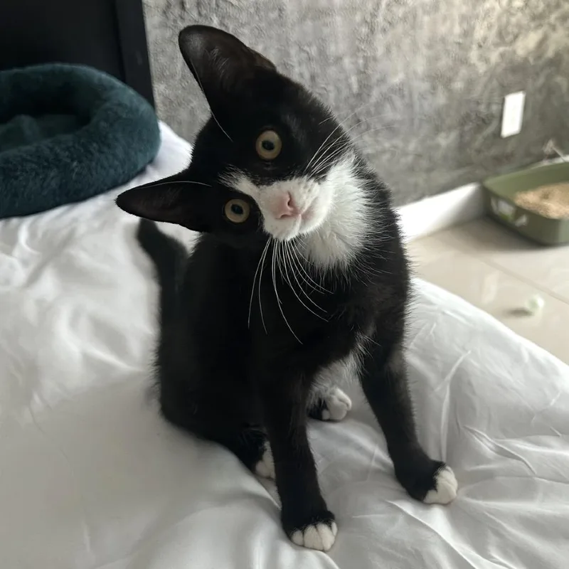 A baby small-sized female Black Domestic Short Hair cat named Bellatrix for adoption in Lauderhill, FL