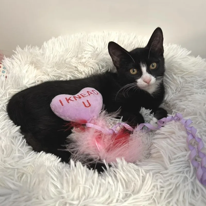 Bellatrix thumbnail 4