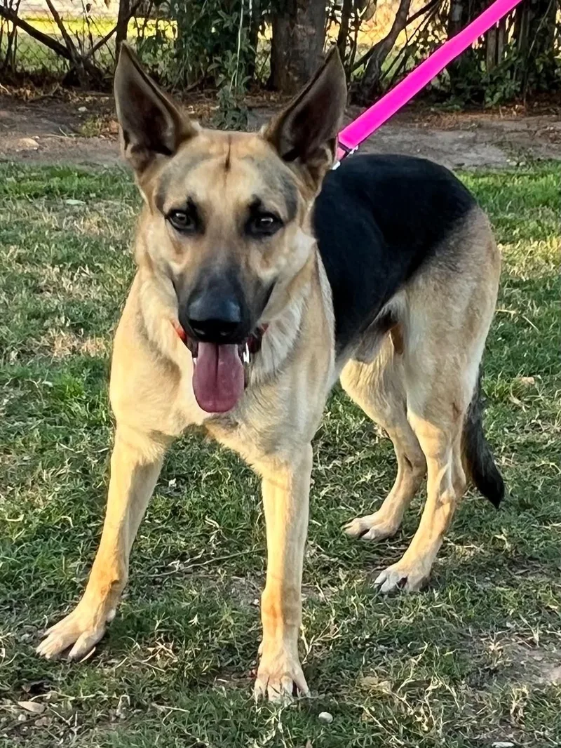 A young large-sized male Tricolor (Brown, Black, & White) German Shepherd Dog dog named Tucker for adoption in Greeneville , TN