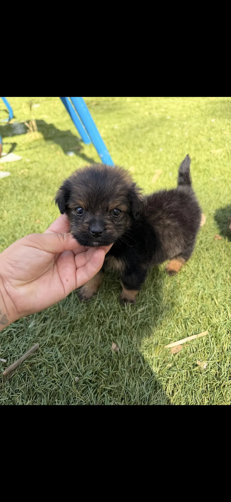A baby small-sized male Yorkie Poo dog named Miki for adoption in Redlands , CA